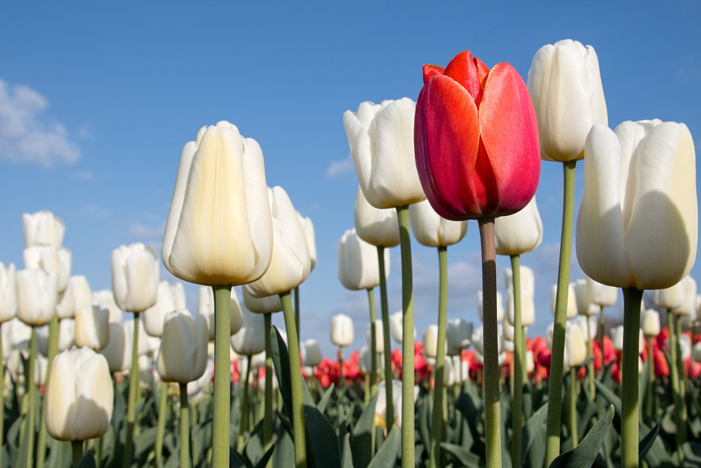 tulp tulpen tulipa natuur hdr tulpenbol liliaceae flora bloem bloemen voorjaar lente tulpenfestival keukenhof festival